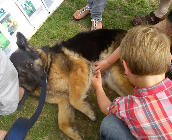 brave young man saying hello to one of the german shepherds