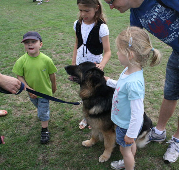 carmen the gsd saying hello to some children