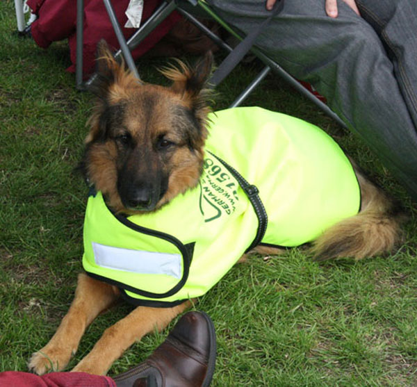 gsd wearing a dayglo jacket