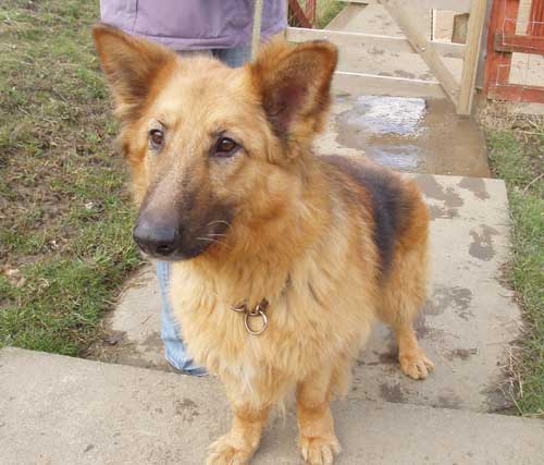 susie the beautful gsd