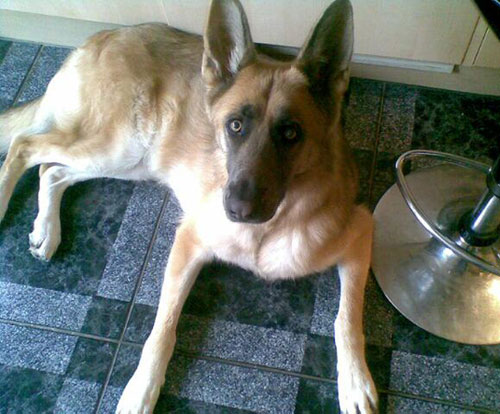 sweetie the gsd