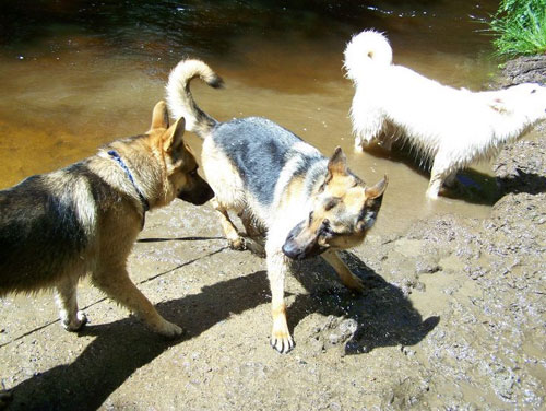 3 german shepherds paddling