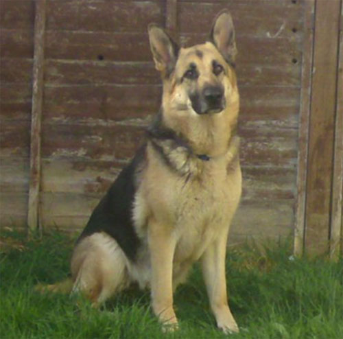 german shepherds for rehoming in the 