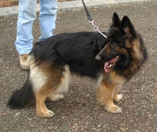 tara long coated gsd