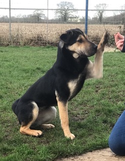 Tasha in kennels most of her life