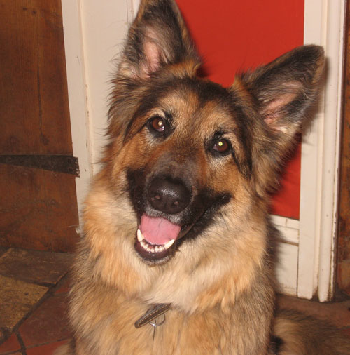 tasha gsd