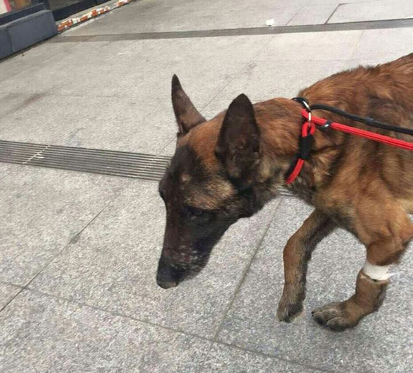 first steps to a new life for gsd cruelty case Shanghai Ted