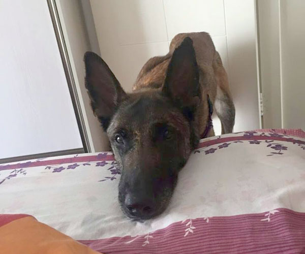 Ted thinking abiout getting on the bed