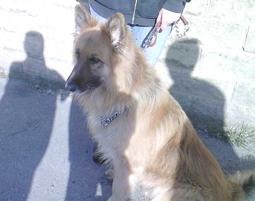 ted the long haired gsd