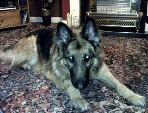 tess older gsd