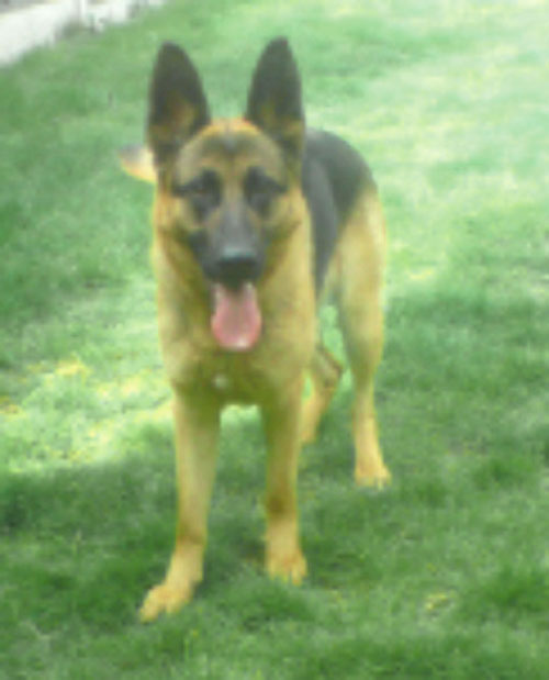 tess gsd