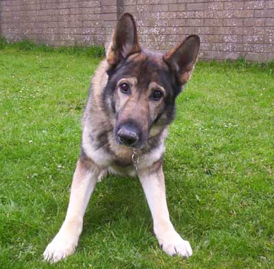 thai the very cute gsd