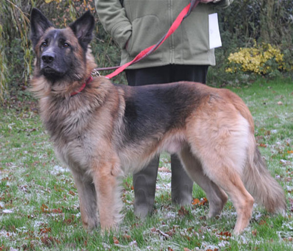 bruno semi coated gsd