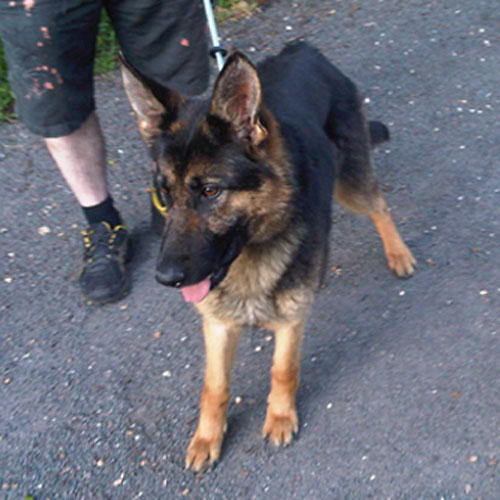 tigger gsd needs new home