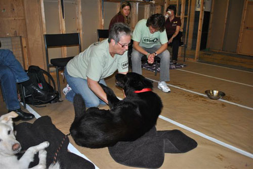 team gsdr grooming Berry and Porridge