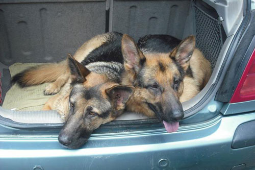 2 very tired german shepherds