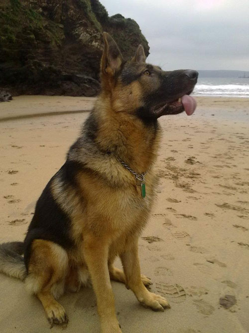 german shepherd sticking tongue out