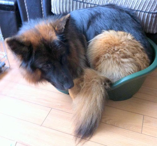 gsd trying to lie in a small dog basket