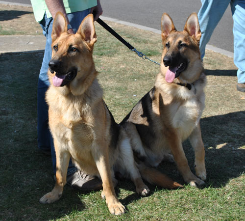 olly and sam german shepherd rescue mascots