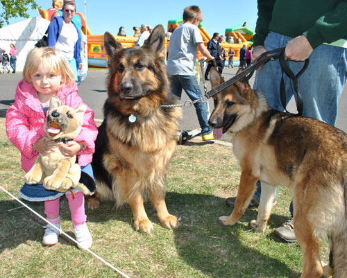 hugo the gsd with a little girl