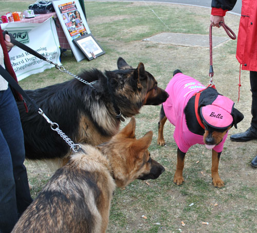 dog wearing a pink coat