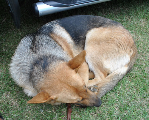 olly the gsd tired out