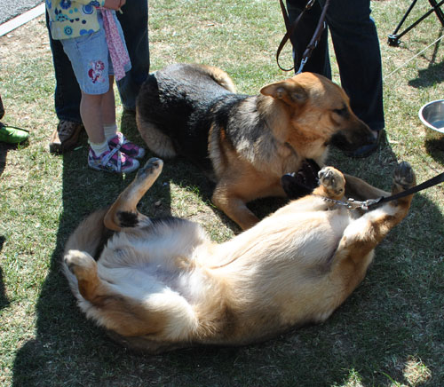 gsd rolling ion his back