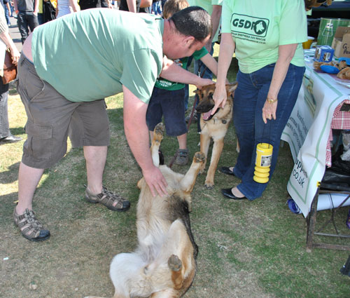 olly the gsd being fussed