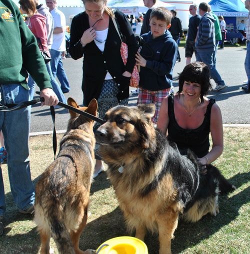 hugo the gsd getting his back rubbed