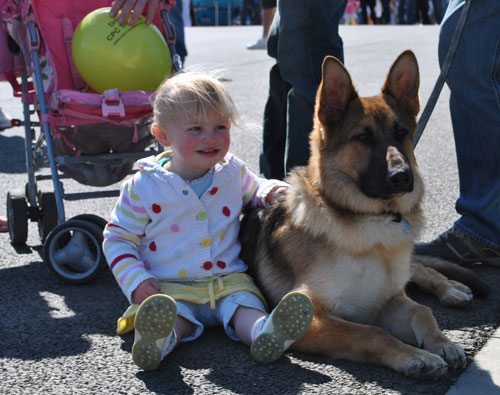 gsd sitting next to very young toddler