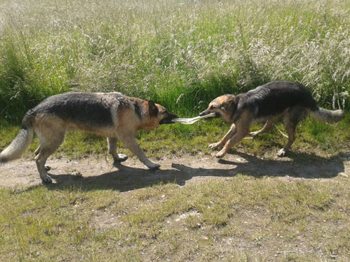 tug of war