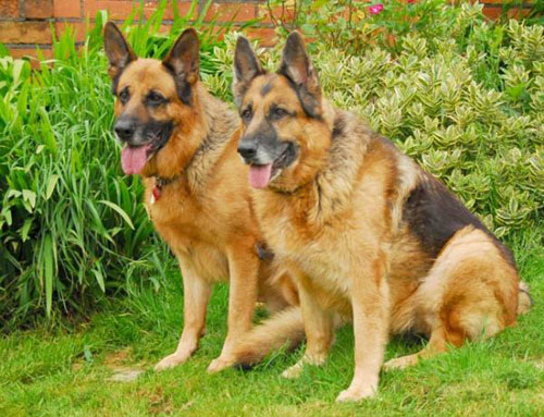 two gsd's posing for the camera