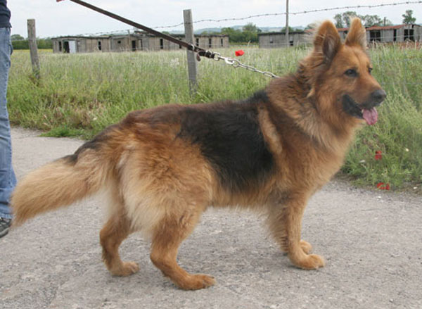 tyler beautiful reddish brown gsd