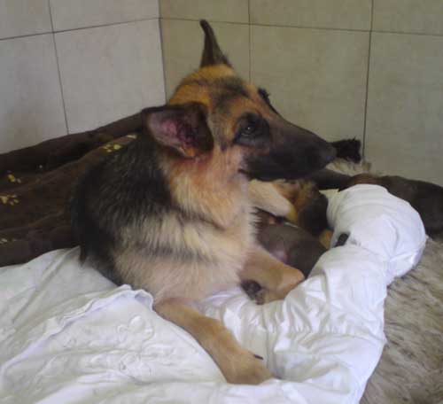 tyra lying down with her puppies