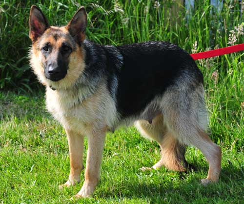 tyra, stunning looking gsd