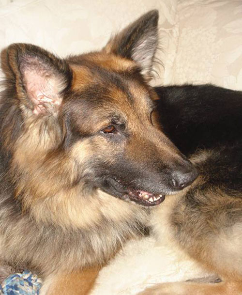 tyson sable gsd