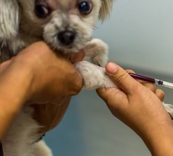 Autism Symptoms in Pets Rise as Pet Vaccination Rates Rise