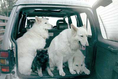 2 german shepherds and a puppy