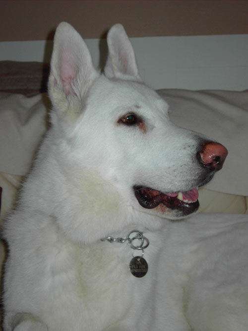 harvey the white german shepherd