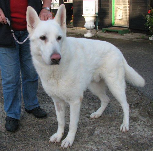 harvey stunning looking white gsd