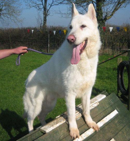 harvey white gsd desperate for his own home