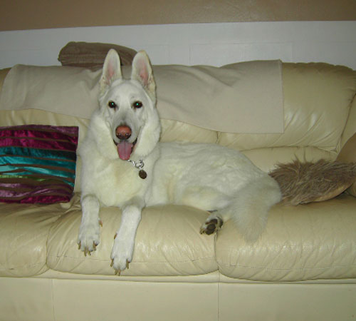 harvey white german shepherd lying on a white leather sofa 