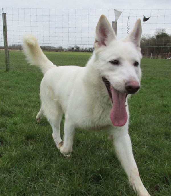 white gsd Max in kennels
