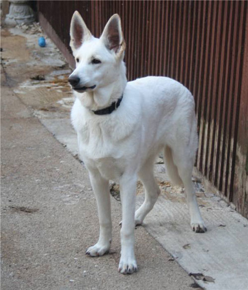 zeus white german shepherd