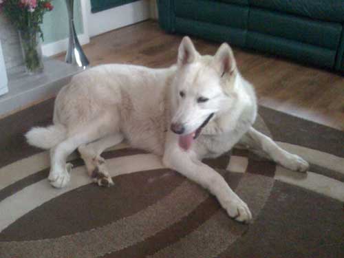 willow lying on the hearth rug