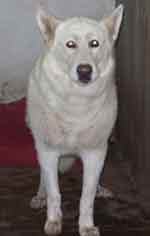 White German Shepherd Urgently Needs Home