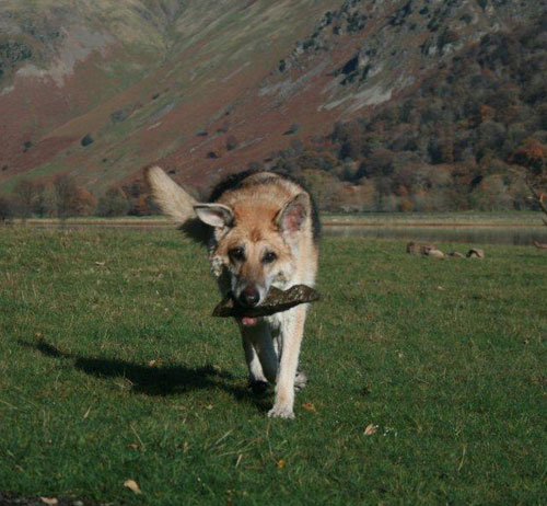 woody the older gsd adhopted from our rescue