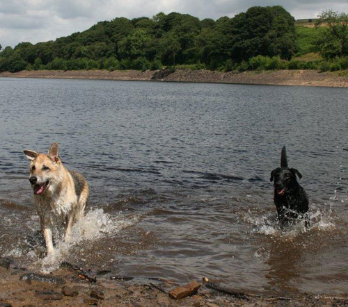 woody enjopying a swim with his labrador friend