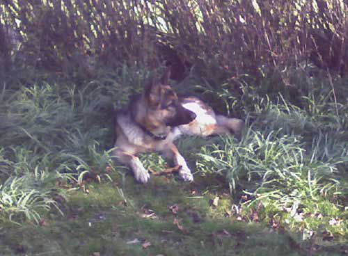 jake hiding in the undergrowth