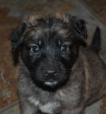 German Shepherd puppies